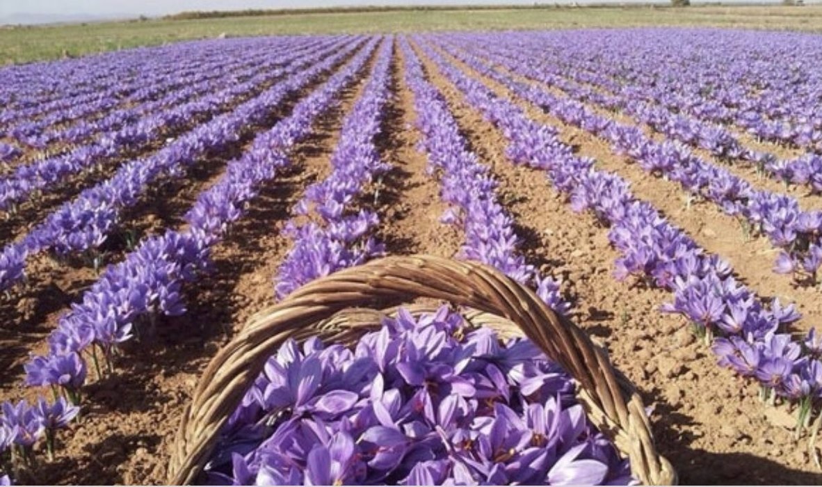 لیست قیمت زعفران