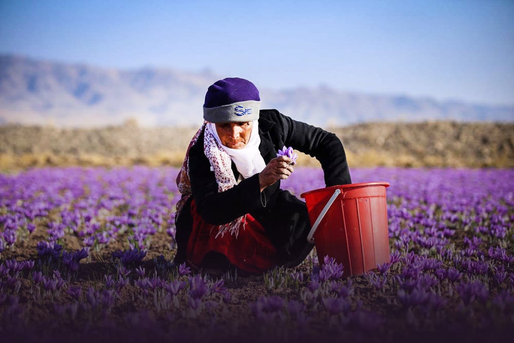 بازرگانی فروش زعفران