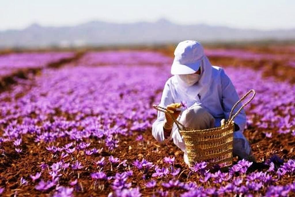 تولیدی زعفران