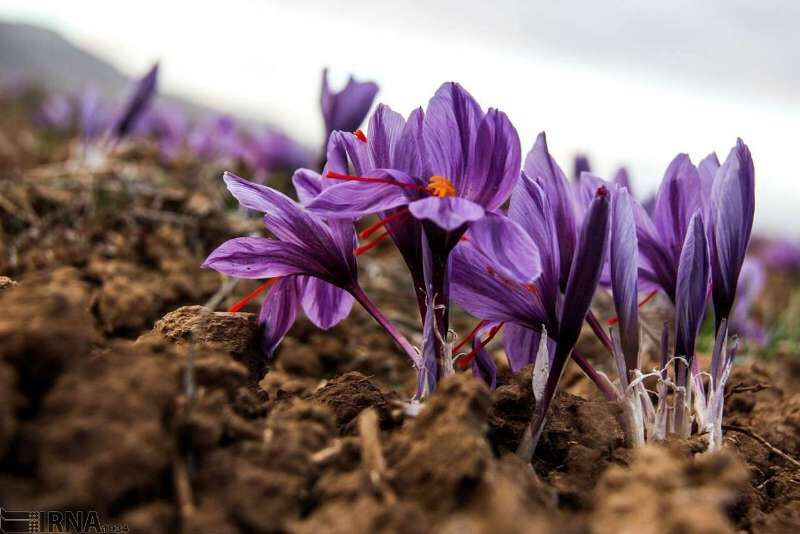 زعفران نگین