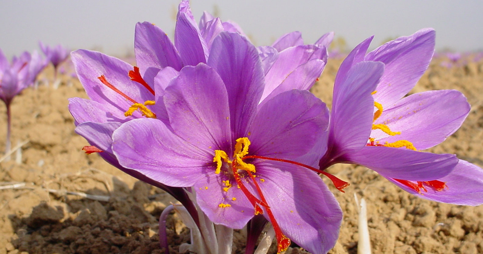 زعفران نگین سوپر